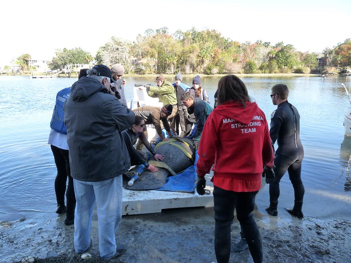 Manatees2010 (38)